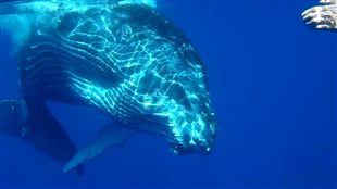 plongee film baleine